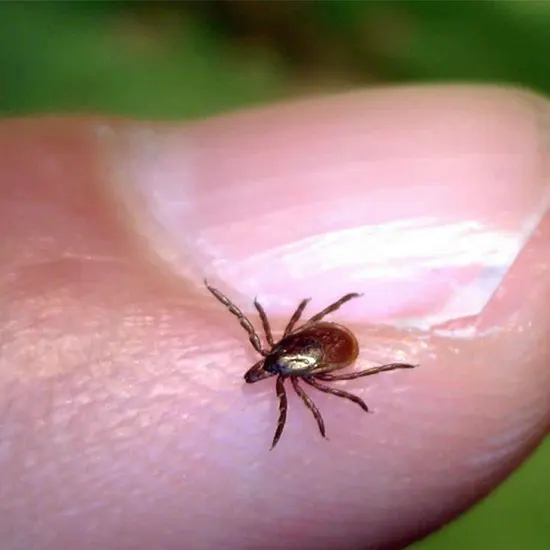 Don't Let a Tick Bite Ruin Your Life : Learn About Rickettsial Infections